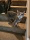 Blue Russian Cats for sale in 86 St Charles Pl, Sharpsburg, GA 30277, USA. price: $5,000