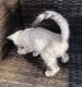 Blue Russian Cats for sale in Adairsville, GA 30103, USA. price: NA