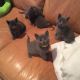 Blue Russian Cats for sale in Indianapolis, IN, USA. price: NA