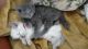 Blue Russian Cats for sale in New York, NY, USA. price: $400
