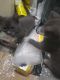 Blue Russian Cats for sale in San Jose, CA 95116, USA. price: NA