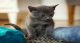 Blue Russian Cats for sale in Douglasville, GA, USA. price: NA