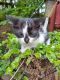 Blue Russian Cats for sale in Anderson, SC, USA. price: $50