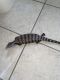 Blue-Tongued Skink Reptiles for sale in Orlando, FL, USA. price: $250