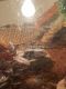 Blue-Tongued Skink Reptiles for sale in Savannah, MO 64485, USA. price: NA