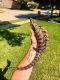 Blue-Tongued Skink Reptiles