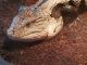 Blue-Tongued Skink Reptiles for sale in West Hills, Los Angeles, CA, USA. price: $400