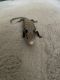 Blue-Tongued Skink Reptiles for sale in West Sacramento, CA, USA. price: $22,000