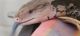 Blue-Tongued Skink Reptiles for sale in Port Richey, FL, USA. price: $200