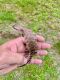 Blue-Tongued Skink Reptiles for sale in Seymour, CT 06483, USA. price: $300
