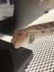Blue-Tongued Skink Reptiles for sale in Dover, PA 17315, USA. price: $450