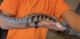 Blue-Tongued Skink Reptiles for sale in Lake Stevens, WA 98258, USA. price: $400