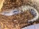 Blue-Tongued Skink Reptiles for sale in Augusta, GA, USA. price: $400