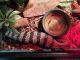 Blue-Tongued Skink Reptiles