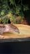 Blue-Tongued Skink Reptiles for sale in Las Vegas, NV, USA. price: NA