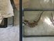 Blue-Tongued Skink Reptiles for sale in Buffalo, NY, USA. price: NA