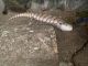 Blue-Tongued Skink Reptiles for sale in Mason, OH, USA. price: NA