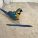 Blauflügel-Kookaburra Vögel