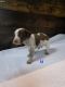 Bluetick Beagle Puppies