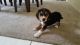 Bluetick Beagle Puppies for sale in Riverside, CA, USA. price: NA
