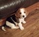 Bluetick Beagle Puppies for sale in Tacoma, WA, USA. price: $300