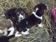 Bluetick Beagle Puppies for sale in Uniontown, PA 15401, USA. price: NA