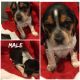 Bluetick Beagle Puppies for sale in Fowlerville, MI 48836, USA. price: $350
