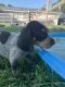 Bluetick Coonhound Puppies for sale in Winston-Salem, NC, USA. price: $200