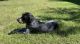Bluetick Coonhound Puppies for sale in Clarksville, TN, USA. price: $150