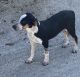 Bluetick Coonhound Puppies for sale in Daphne, AL, USA. price: $1