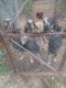 Bluetick Coonhound Puppies for sale in Mosinee, WI 54455, USA. price: $400