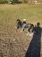 Bluetick Coonhound Puppies for sale in Chocowinity, NC 27817, USA. price: $400