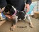 Bluetick Coonhound Puppies for sale in Clermont, GA 30527, USA. price: $400