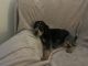 Bluetick Coonhound Puppies for sale in Kernersville, NC 27284, USA. price: $500