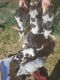 Bluetick Coonhound Puppies for sale in Coleman, MI 48618, USA. price: NA