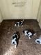 Bluetick Coonhound Puppies for sale in Grover, NC 28073, USA. price: NA