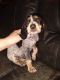 Bluetick Coonhound Puppies for sale in Elkins, WV 26241, USA. price: $100