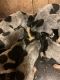 Bluetick Coonhound Puppies for sale in Spencer, IN 47460, USA. price: $350
