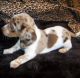 Bluetick Coonhound Puppies