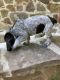 Bluetick Coonhound Puppies for sale in Dalzell, SC, USA. price: NA