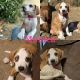 Bluetick Coonhound Puppies for sale in Hollister, CA 95023, USA. price: NA