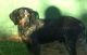 Bluetick Coonhound Puppies for sale in Sweetwater, TN 37874, USA. price: NA