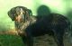 Bluetick Coonhound Puppies for sale in Sweetwater, TN 37874, USA. price: NA