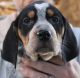 Bluetick Coonhound Puppies for sale in Dallas, TX, USA. price: NA