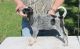 Bluetick Coonhound Puppies for sale in Cincinnati, OH, USA. price: $500