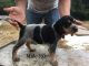 Bluetick Coonhound Puppies for sale in Clermont, GA 30527, USA. price: $300