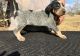 Bluetick Coonhound Puppies for sale in Houston, TX, USA. price: $400