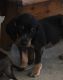 Bluetick Coonhound Puppies for sale in Centre, AL 35960, USA. price: $500