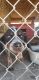 Bluetick Coonhound Puppies for sale in Elkton, VA 22827, USA. price: NA