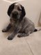 Bluetick Coonhound Puppies for sale in Stillwater, MN 55082, USA. price: NA